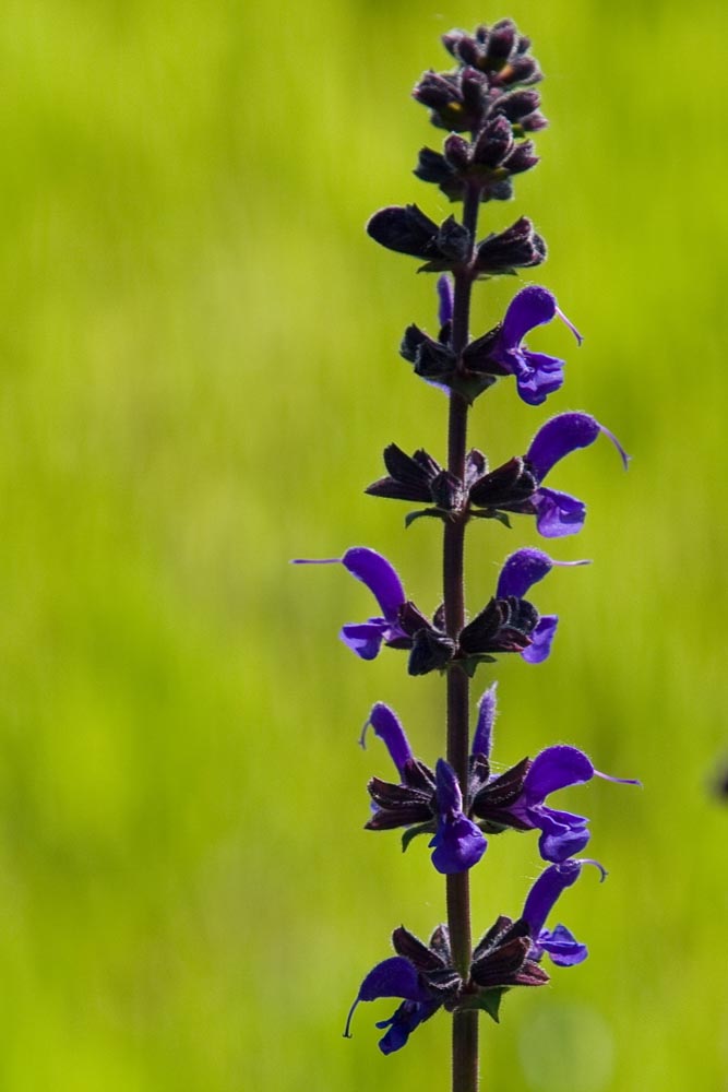 Salvia spp.