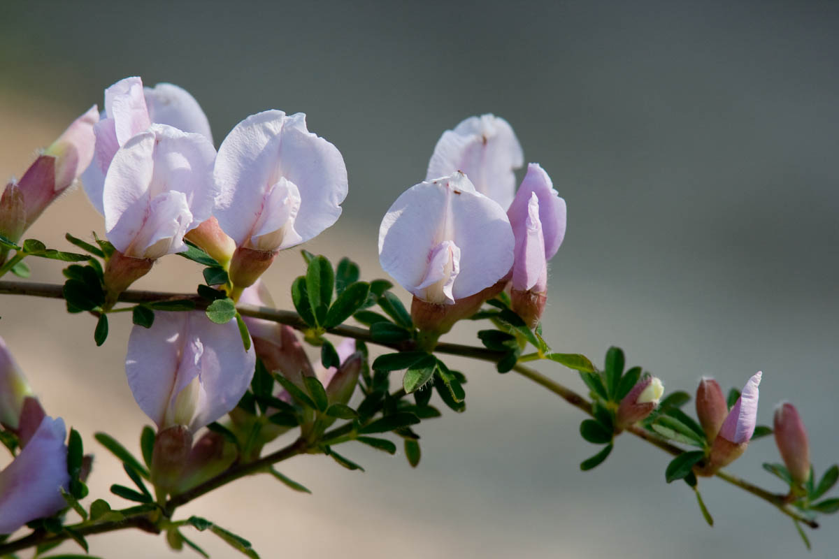 Cytisus purpureus (=Chamaecytisus purpureus)/Citiso purpureo