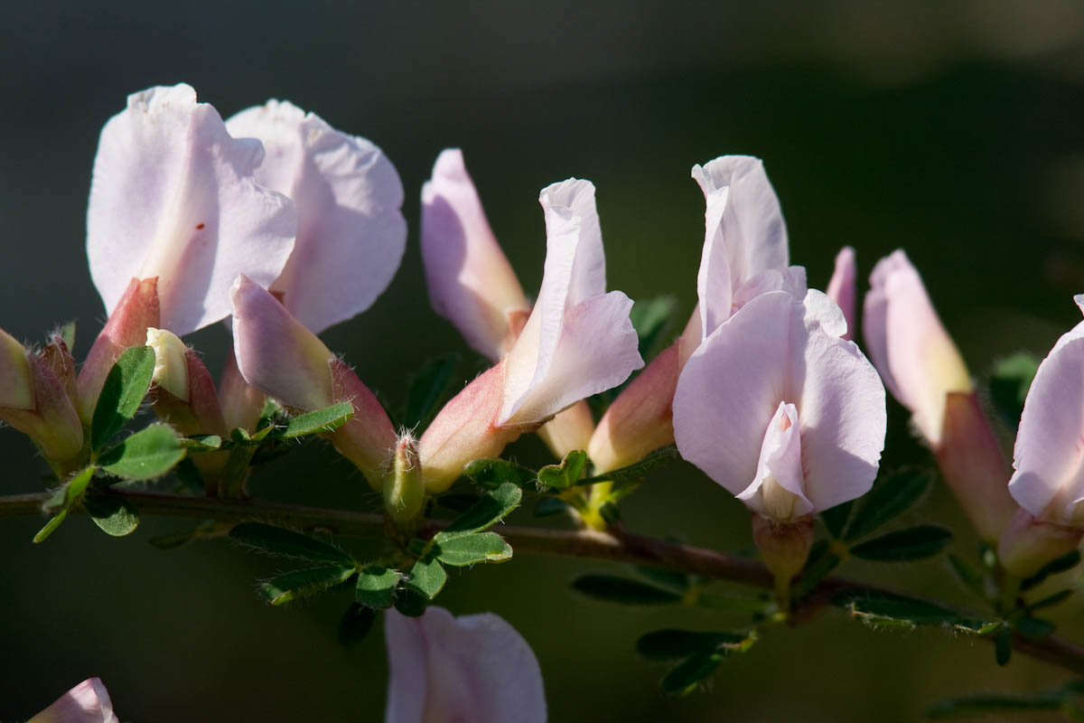 Cytisus purpureus (=Chamaecytisus purpureus)/Citiso purpureo