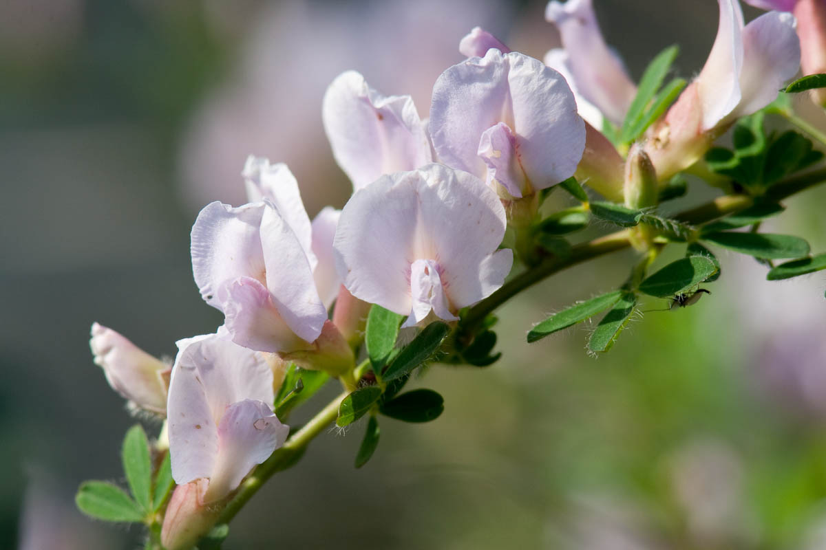 Cytisus purpureus (=Chamaecytisus purpureus)/Citiso purpureo