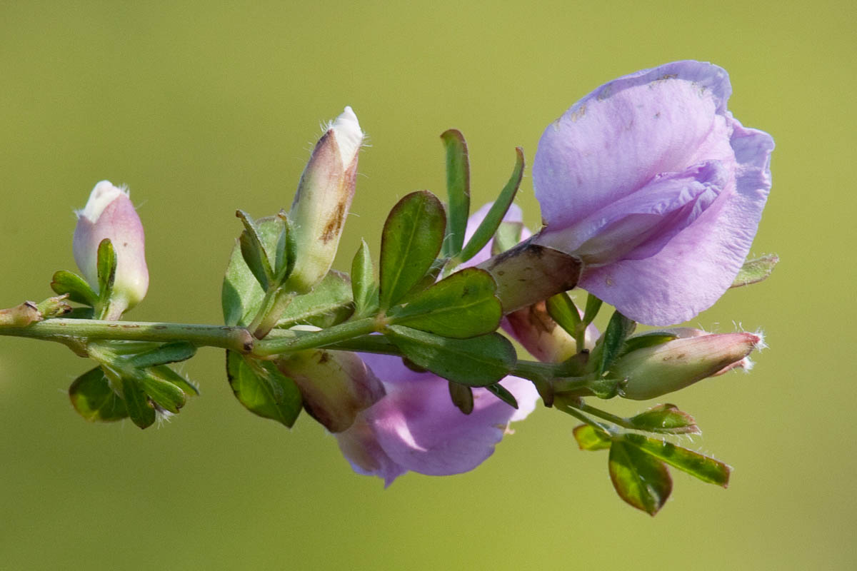 Cytisus purpureus (=Chamaecytisus purpureus)/Citiso purpureo