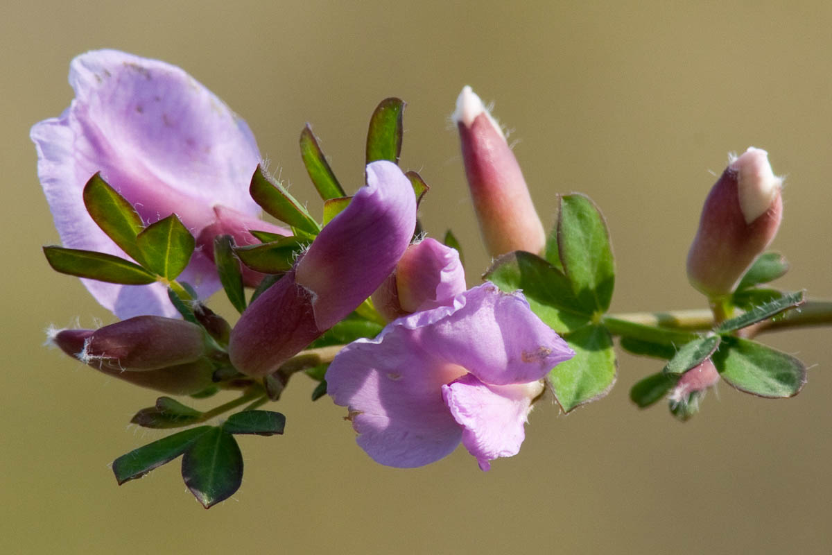 Cytisus purpureus (=Chamaecytisus purpureus)/Citiso purpureo