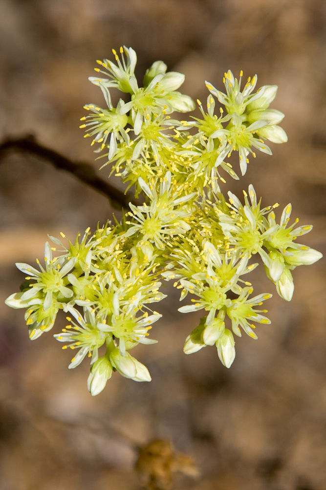 Petrosedum (=Sedum) sediforme / borracina di Nizza