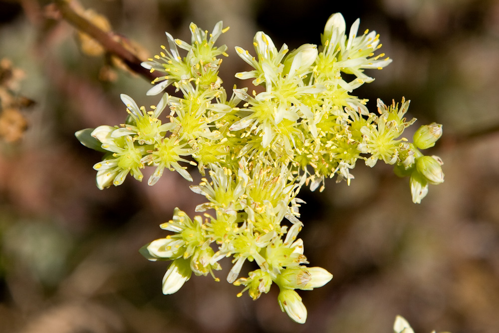 Petrosedum (=Sedum) sediforme / borracina di Nizza