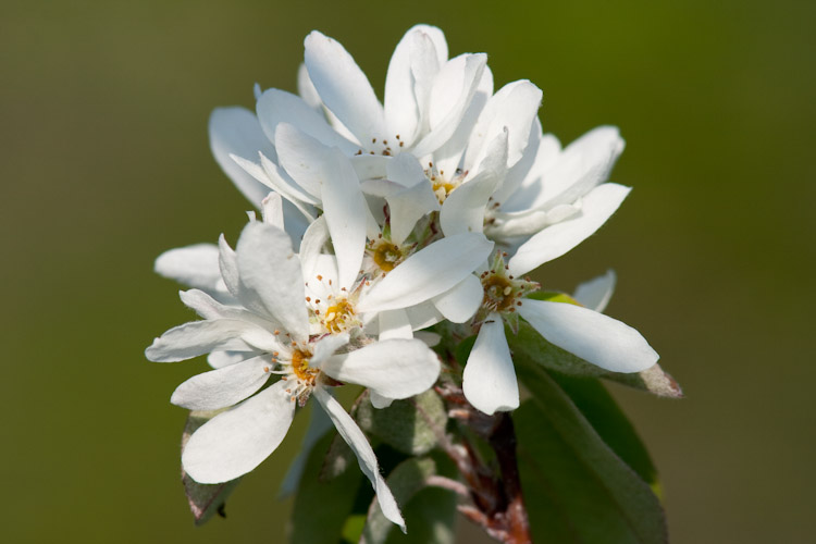 Amelanchier ovalis