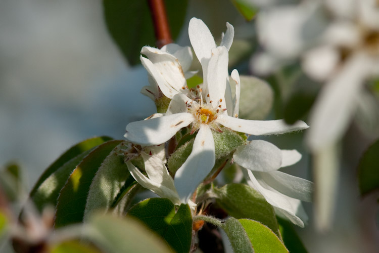 Amelanchier ovalis