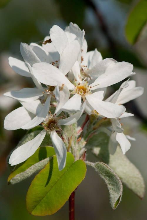 Amelanchier ovalis