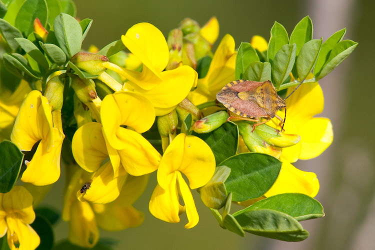 Pentatomidae: Carpocoris pudicus del Lago di Garda