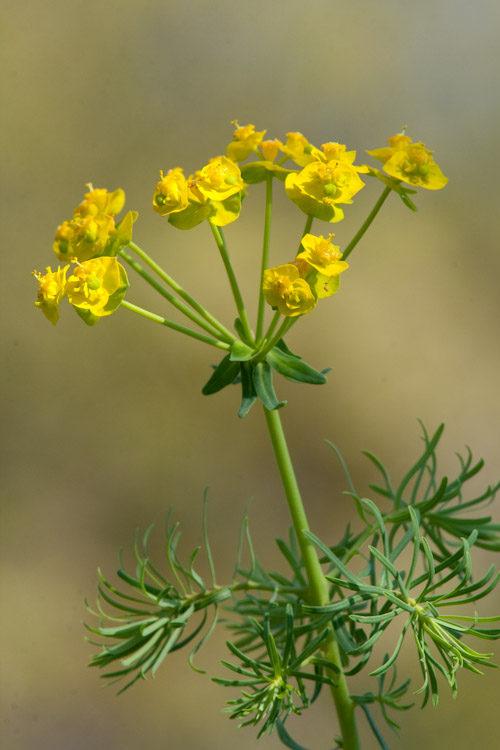 Euphorbia cyparissias