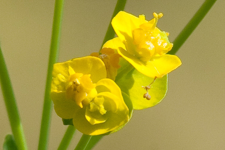 Euphorbia cyparissias