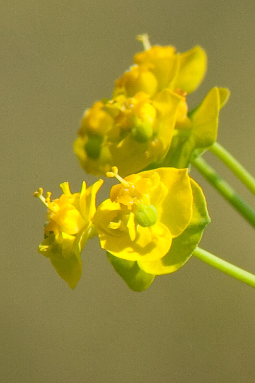 Euphorbia cyparissias