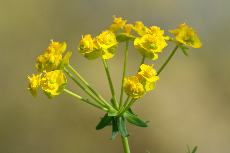 Euphorbia cyparissias
