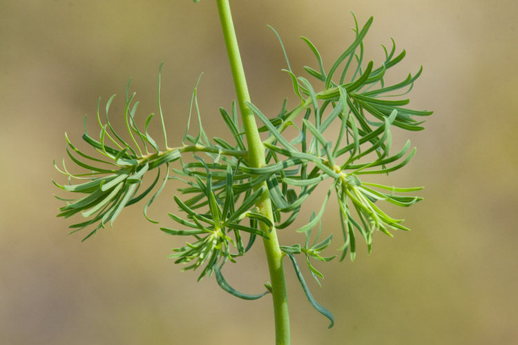 Euphorbia cyparissias