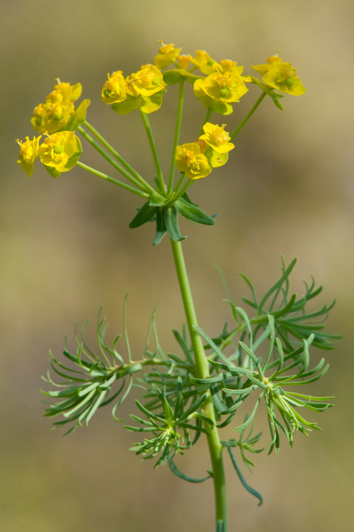 Euphorbia cyparissias