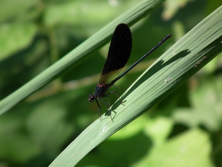 Quale Calopteryx? - Calopteryx haemorrhoidalis (maschio)
