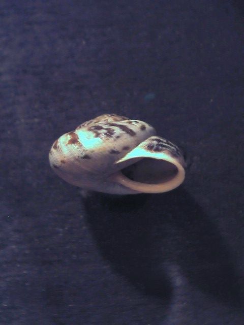 Marmorana (Murella) muralis (O.F. Müller, 1774)
