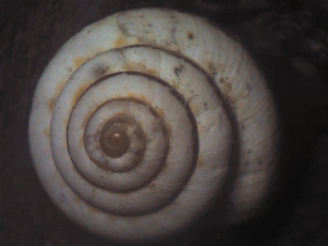 Candidula unifasciata ?