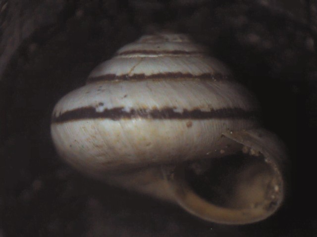 Candidula unifasciata ?