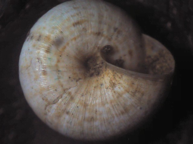 Candidula unifasciata ?