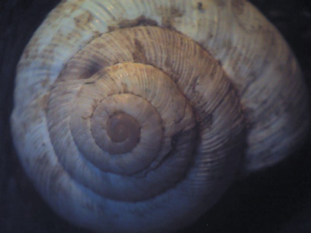 Candidula unifasciata ?
