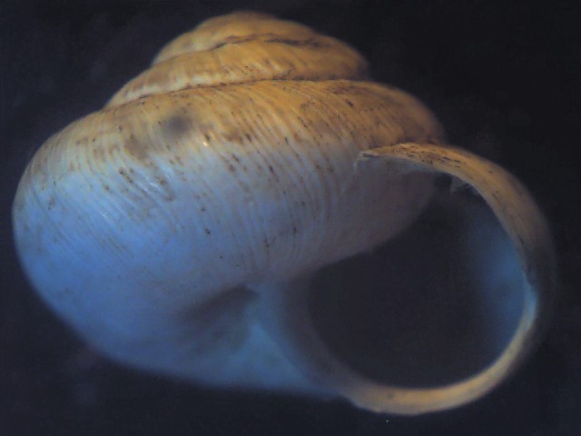 Candidula unifasciata ?
