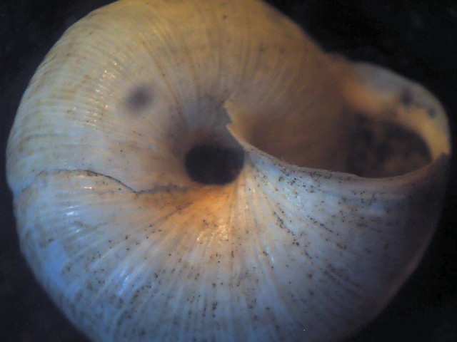 Candidula unifasciata ?