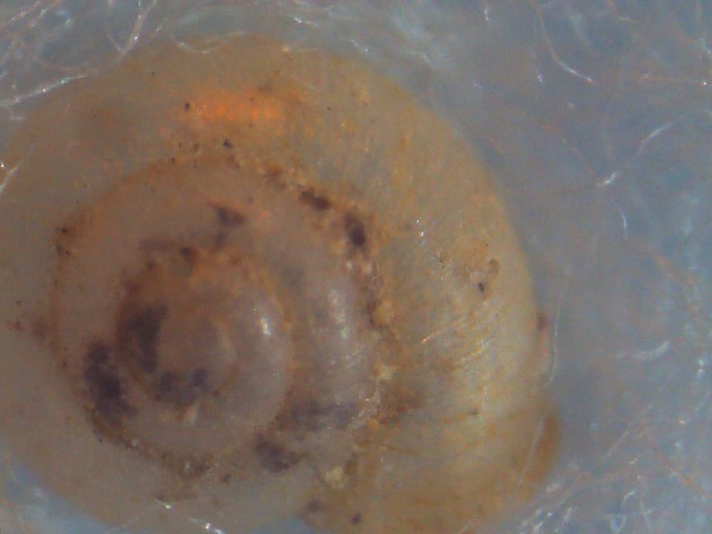Vallonia pulchella ?