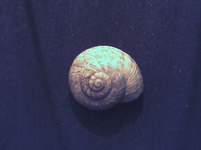 Cernuella lineata ?