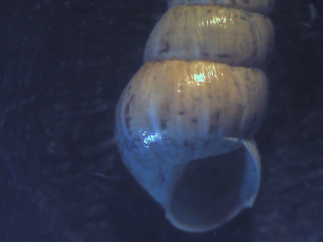 Cochlicella acuta ?