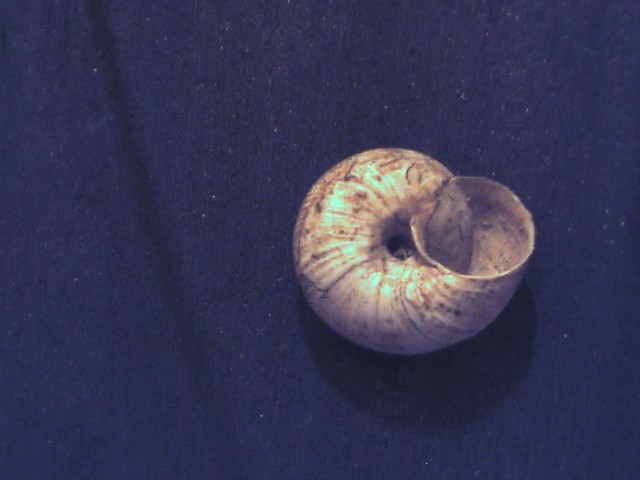 Cernuella lineata ?