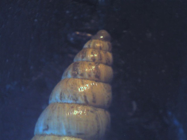 Cochlicella acuta ?