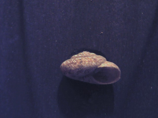 Cernuella lineata ?