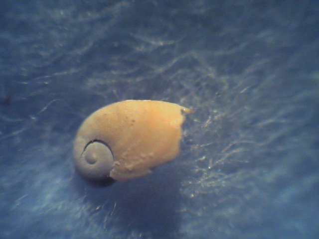Daudebarbia brevipes ?