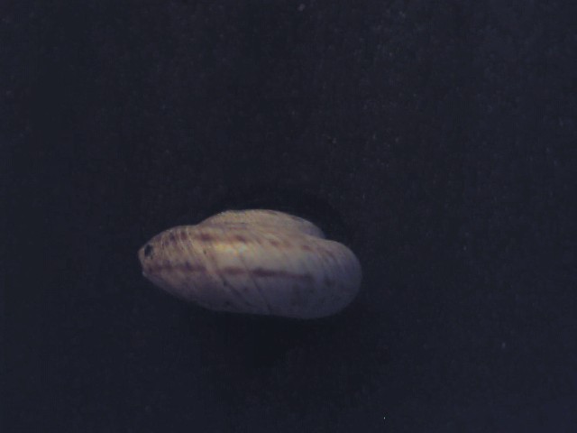 Cernuella lineata ?