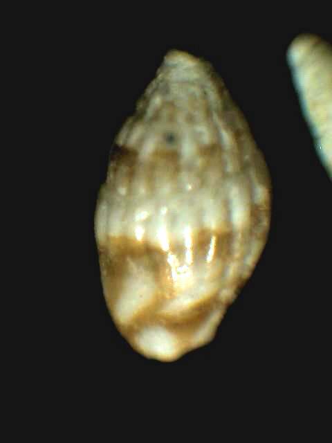 Anachis (Zafra) selasphora