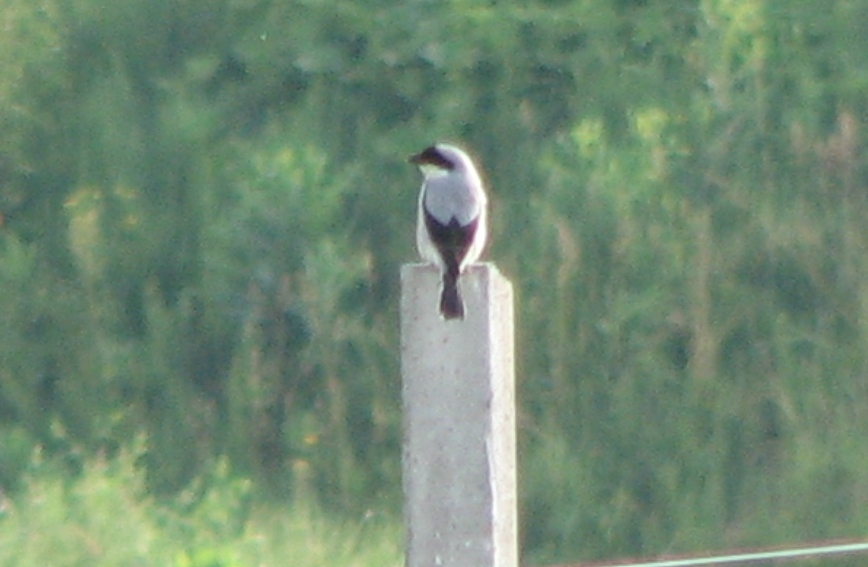 Averla cenerina
