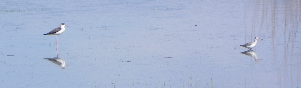 aiutatemi al riconoscimento