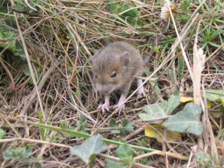 Piccolo di topo (forse Apodemus sp.)