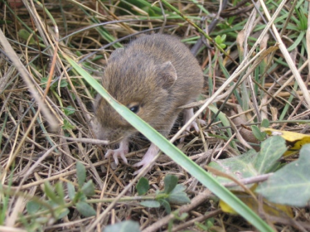 Piccolo di topo (forse Apodemus sp.)
