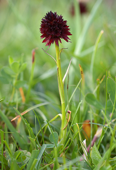Nigritella rhellicani / Nigritella