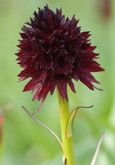 Nigritella rhellicani / Nigritella