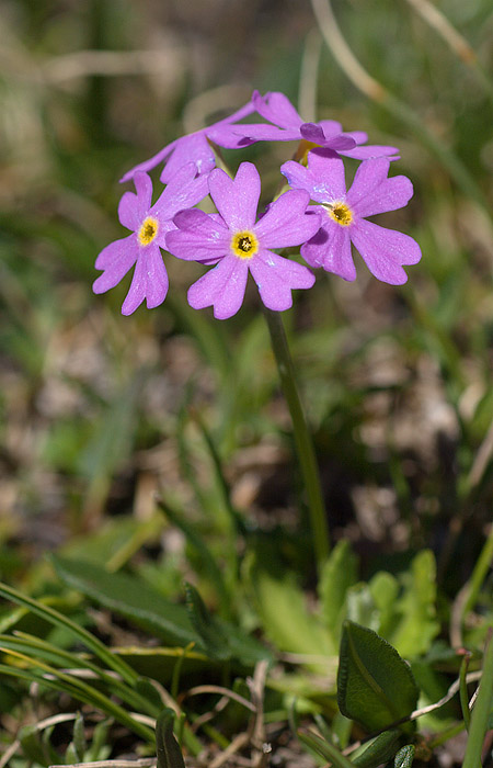 Primula di Haller