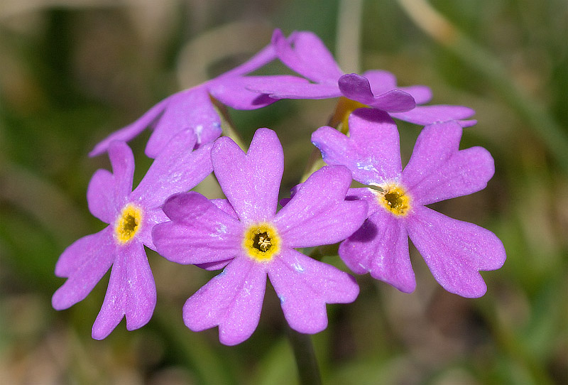 Primula di Haller