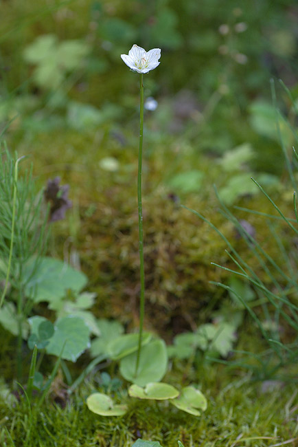 Parnassia palustris / Parnassia