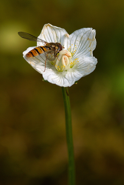 Parnassia palustris / Parnassia