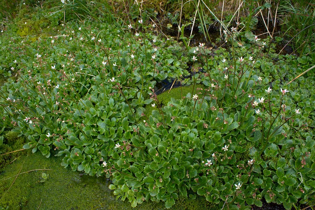 Micranthes engleri (=Saxifraga stellaris) / Sassifraga stellata