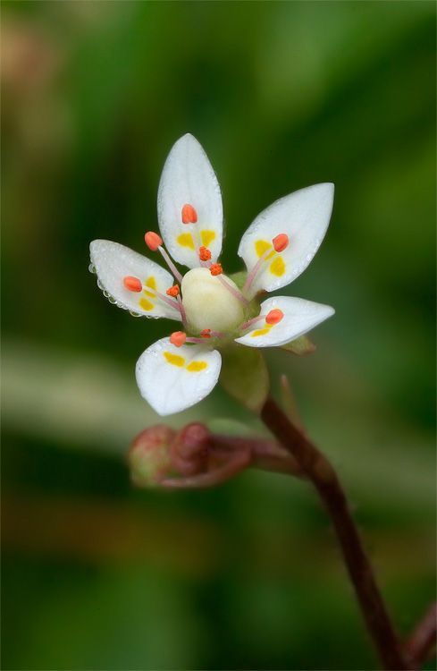 Micranthes engleri (=Saxifraga stellaris) / Sassifraga stellata