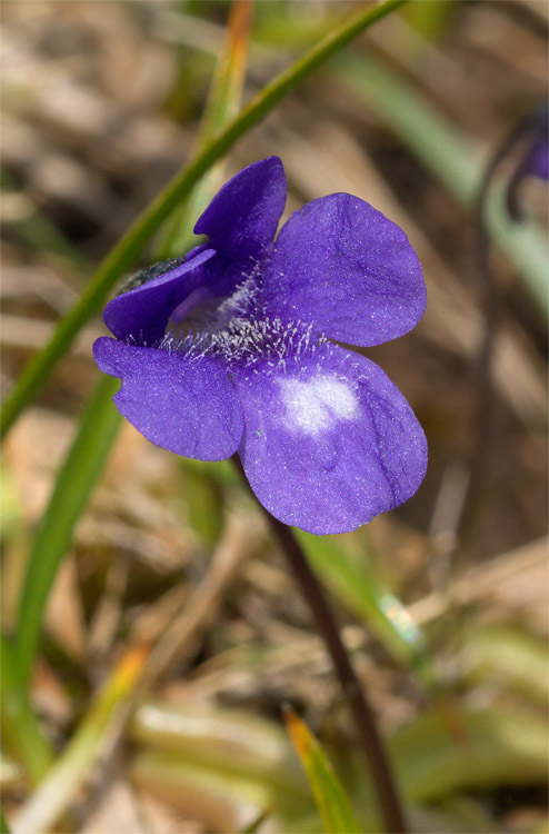 Pinguicula leptoceras