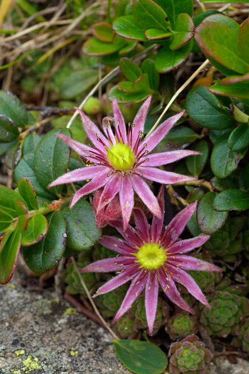 Sempervivum montanum / Semprevivo montano