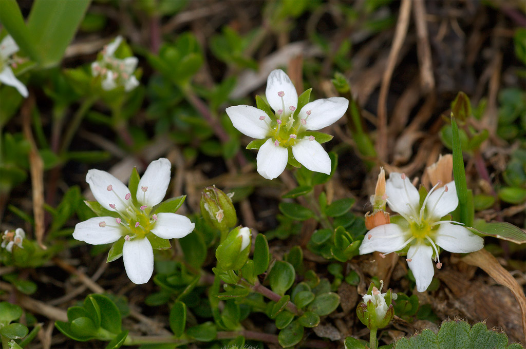 Parco Paneveggio Pale S.Martino - Arenaria biflora